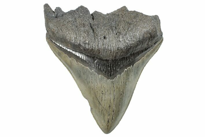 Serrated, Fossil Megalodon Tooth - South Carolina #288207